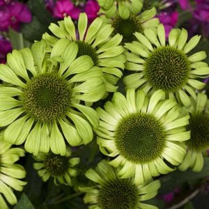 Эхинацея Echinacea Green Jewel